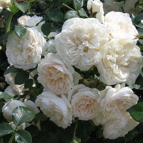 Kremowo-biały - Róże pienne - z kwiatami róży angielskiej - korona krzaczasta